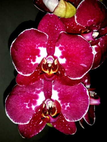 орхидеи продажа киев и украина,орхидеи купить почтой;