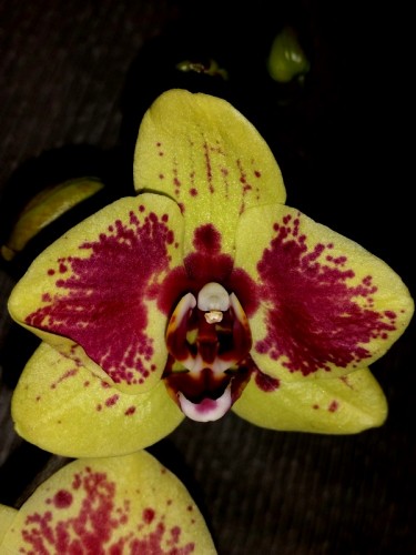 восковик желто-красный купить,орхидеи недорого;