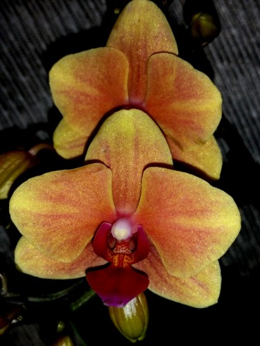 миди мультифлора орхидея Грация,желтые орхидеи, орхидеи продажа киев и
