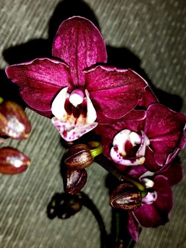 орхидеи продажа,орхидеи купить,черная орхидея купить,мультифлора миди