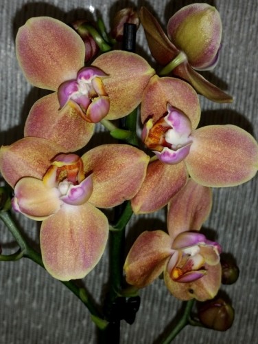 орхидеи бабочки, восковые орхидеи фаленопсисы купить, персиковая орхид