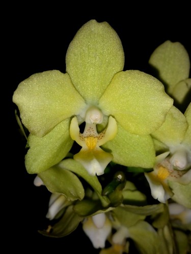 орхидеи продажа киев,орхидеи купить,мультифлора желтая орхидея купить