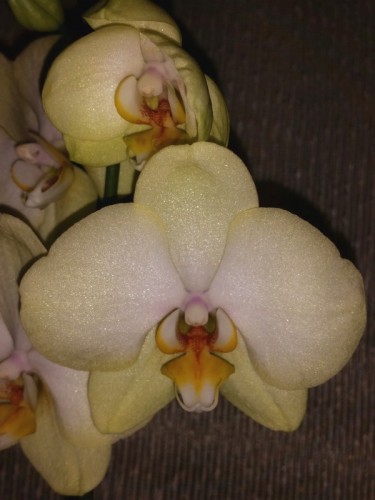 салатовая орхидея купить недорого, дешевые орхидеи купить по уценке;