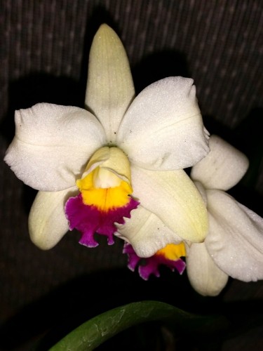 орхиде продажа киев, каттлея желтая орхидея купить,орхидея ароматна;