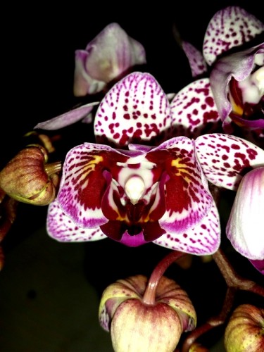 пилорик миди мультифлора орхидеи купить, орхидеи пилорики;