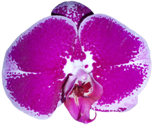 самые красивые орхидеи