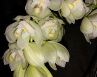 орхидеи,орхидеи продажа,орхидеи киев,орхидеи покупка,орхидея уход,орхи