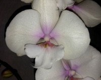 орхидеи,орхидеи киев,орхидеи купить,орхидея биг лип, орхидея Фаленопси