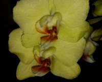 орхидеи продажа киев, орхидеи купить киев и украина,фаленопсис махровы