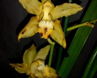 орхидеи продажа киев, орхидеи купить киев и украина, орхидеи уценка,ци