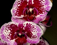 орхидеи продажа киев, орхидеи купить недорого киев и украина,розовый д