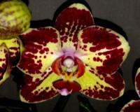 орхиде продажа киев,орхидеи сортовые восковики, фаленопсис восквик;