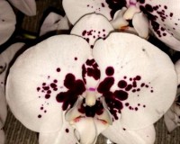 крупные королевские орхидеи недорого, орхидеи продажа киев и украина;