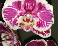 орхидеи продажа киев, орхидеи купить недорого киев и украина,орхидея б