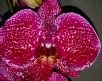 орхидеи купить недорого киев и украина,орхидеи продажа,фаленопсис КРУП