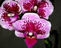 орхидеи продажа киев, орхидеи купить недорого киев и украина,фаленопси