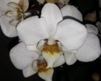 орхидеи,орхидеи фото,орхидеи киев,орхидеи купить,орхидея мультифлора,