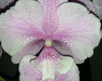 орхидея биг лип,орхидеи продажа, фаленопсис биг лип купить недорого;
