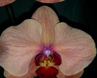 орхидеи продажа киев, орхидеи крупные купить,орхидеи ОРАНЖЕВЫЕ, КОРАЛЛ