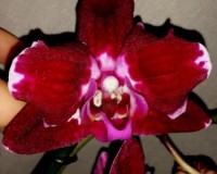 орхидеи продажа киев,орхидеи купить,черный ВОСКОВИК орхидея;