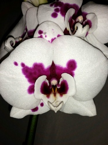 орхидеи продажа киев и украина, орхидеи купить недорого,БИГ ЛИП,ДАЛМАТ