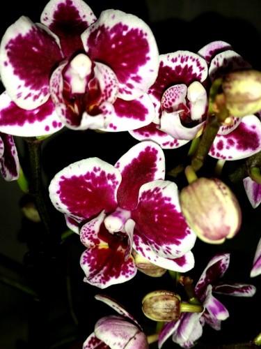 орхидеи продажа киев, орхидеи купить недорого киев и украина,минифален