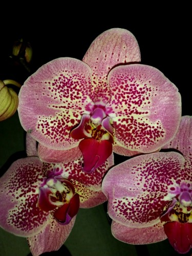 орхидеи продажа киев,орхидеи купить недорого,орхидеи каскадные;