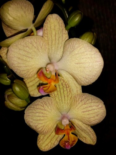 миниорхидеи купить недорого,орхидеи почтой,орхидеи продажа киев и укра
