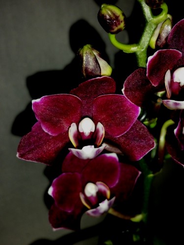 орхидеи продажа киев, орхидеи купить киев и украина,миниорхидея,минифа