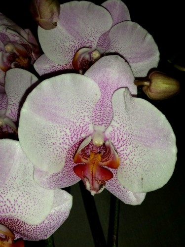 орхидеи продажа киев, орхидеи купить недорого киев и украина,орхидея к