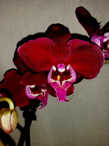 орхидеи продажа киев,орхидеи ЧЕРНЫЕ ВОСКОВЫЕ,орхидея почтой;