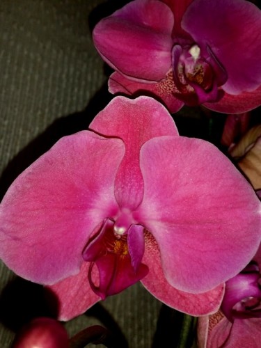 дешевые орхидеи киев купить, орхидеи продажа киев и украина;