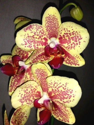 орхидеи продажа киев,орхидеи купить недорого,орхидеи желто-красные;