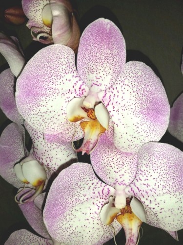 орхидеи продажа киев,орхидеи крупные купить,орхидея леопардорхидеи про