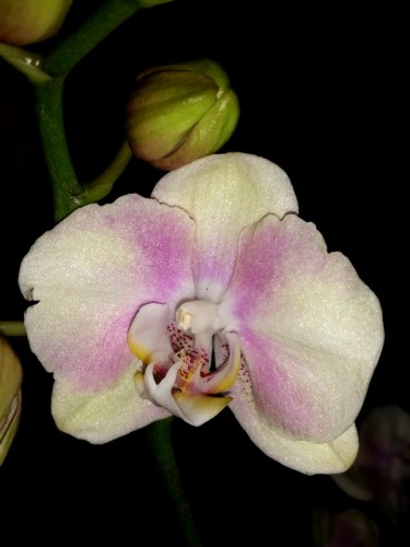 орхидеи купить недорого киев и украина, орхидеи продажа киев,орхидея м