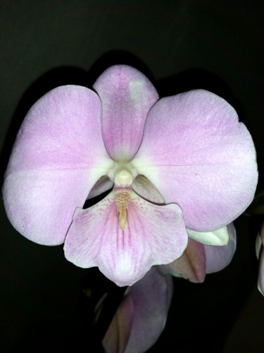 орхидеи продажа киев,орхидеи крупные купить,биг лип зефир орхидея;
