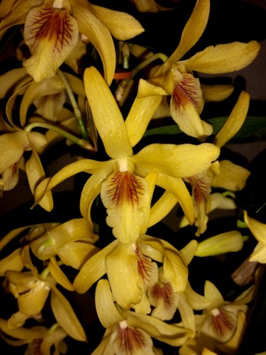 орхидеи продажа киев, орхидея желтая купить,орхидея дендробиум желтый;