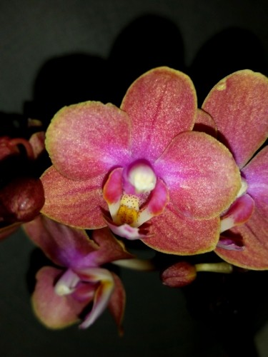 орхидеи продажа киев,орхидеи ароматные,миниорхидеи,минифаленопсисы, ор