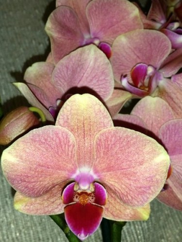 персиковая орхидея пират пикоте купить недорого;