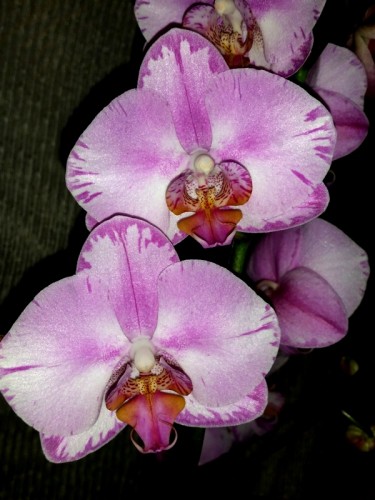 орхидеи пышные подарочные, купить орхидею в подарок недорого,орхидеи п