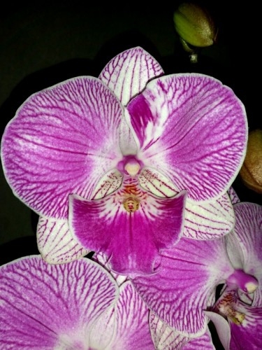 орхидеи продажа киев, орхидеи купить недорого киев и украина,орхидея к