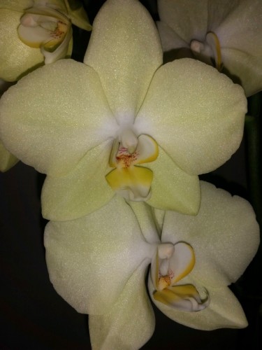 орхидеи продажа киев, орхидеи купить киев и украина,фаленопсис миньон