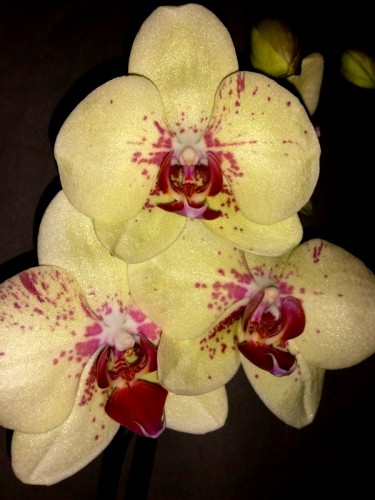 фаленопсис лимонный восковик, орхидеи продажа киев и украина,орхидеи п
