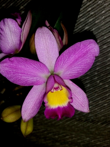 орхидеи продажа киев,орхидеи купить,орхидея КАТТЛЕЯ, сортовые орхидеи;