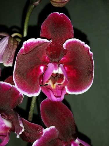 черный восковик орхидея купить,орхидеи почтой;