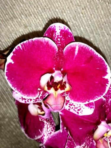 крупноцветковые орхидеи купить недорого, продажа орхидей киев и украин