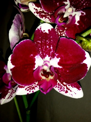 орхидеи продажа киев, орхидеи крупные купить,орхидеи восковые крупные;