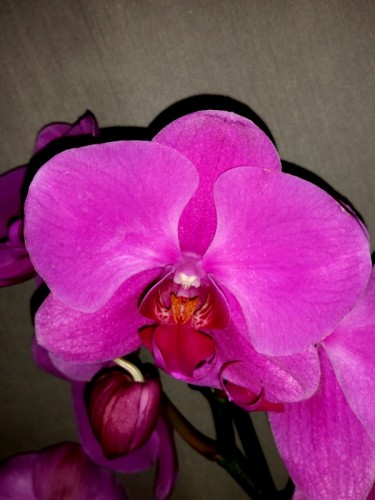 орхидеи продажа киев, орхидеи купить недорого киев и украина,розовый к
