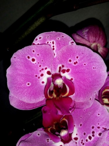 орхидеи продажа киев, орхидеи купить киев и украина,фаленопсис миди му