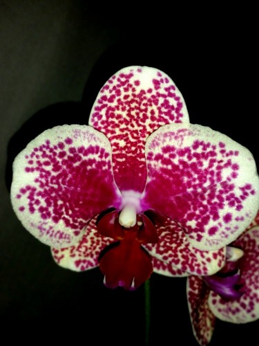 орхидеи продажа киев,орхидеи купить недорого,орхидеиуценка;